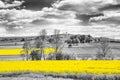 Shining yellow oilseed rape fields