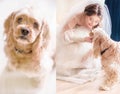 Shining young bride plays with little dog Royalty Free Stock Photo