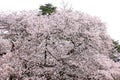 Shinjuku Gyoen National Garden with spring cherry blossom (sakura) in Shinjuku