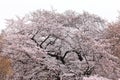 Shinjuku Gyoen National Garden with spring cherry blossom (sakura) in Shinjuku