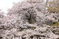 Shinjuku Gyoen National Garden with spring cherry blossom (sakura) in Shinjuku