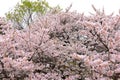 Shinjuku Gyoen National Garden with spring cherry blossom (sakura) in Shinjuku