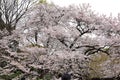 Shinjuku Gyoen National Garden with spring cherry blossom (sakura) in Shinjuku