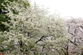 Shinjuku Gyoen National Garden with spring cherry blossom (sakura) in Shinjuku