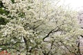 Shinjuku Gyoen National Garden with spring cherry blossom (sakura) in Shinjuku