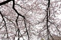 Shinjuku Gyoen National Garden with spring cherry blossom (sakura) in Shinjuku