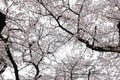 Shinjuku Gyoen National Garden with spring cherry blossom (sakura) in Shinjuku