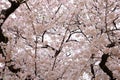 Shinjuku Gyoen National Garden with spring cherry blossom (sakura) in Shinjuku