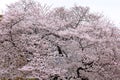 Shinjuku Gyoen National Garden with spring cherry blossom (sakura) in Shinjuku