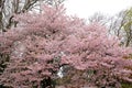 Shinjuku Gyoen National Garden with spring cherry blossom (sakura) in Shinjuku