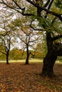 Shinjuku Gyoen park Royalty Free Stock Photo