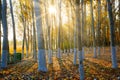 Shinning Autumn silver birch forest