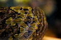 Skin textures of Mang Mountain Pit Viper Royalty Free Stock Photo