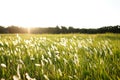 Shinning Miscanthus/Floridulus Flowers