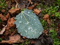 Shinning rain drops on fallen aspen leaf. Detail of small diamonds. Royalty Free Stock Photo