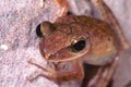 Shinny brown frog on the wall in Thailand