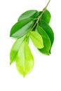 Shinny green leaves Royalty Free Stock Photo