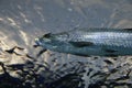 A very pretty and shinny Tarpon swimming along