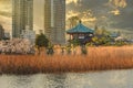 Shinobazu pond and Bentendo temple of Ueno park during sakura festival at sunset.