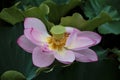 Shinobazu Pond Lotus Flower