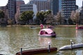 Shinobazuno Pond in Ueno park with swan pedal boats and boats rental, very famous pond in Ueno park, Tokyo, Japan Royalty Free Stock Photo