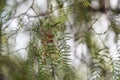 Shinus pepper branches close up Royalty Free Stock Photo