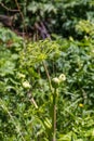 The shiny beetle sits on the umbrella of the hogweed , Altai, Russia Royalty Free Stock Photo