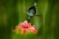 Shiny bird flying next to beautiful pink red flower in jungle. Action feeding scene in tropical forest, animal in nature jungle ha Royalty Free Stock Photo