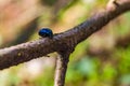 Shiny black beetle bug sitting on a tree branch in forest Royalty Free Stock Photo