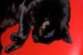 Shiny black cat on red vinyl from above