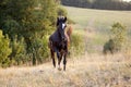 Shiny black Horse gallop free frontal in meadow Royalty Free Stock Photo