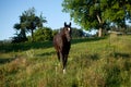 Shiny black Horse run free frontal in meadow Royalty Free Stock Photo