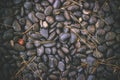 Black pebbles; beautiful texture background Royalty Free Stock Photo