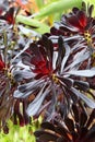 Spring Bloom Series - Stunning Black Leaves on Aeonium Zwartkop