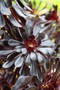 Spring Bloom Series - Stunning Black Leaves on Aeonium Zwartkop Succulent