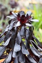 Spring Bloom Series - Stunning Black Leaves on Aeonium Zwartkop Succulent