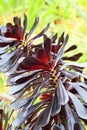 Spring Bloom Series - Stunning Black Leaves on Aeonium Zwartkop Succulent