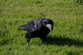 Shiny black rook on a lawn