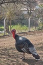 Shiny black turkey with white