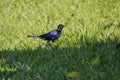 Shiny Blue-black grosbeak (Cyanoloxia cyanoides) in green grass, sunshine and shadow, Manizales, Colombia