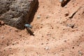 Shiny Blue Tiger Beetle on Red Sand Showing Long Legs Large Eyes and Mandibles Royalty Free Stock Photo