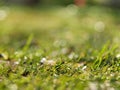 Shiny and bright green grass. Closeup