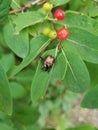 Shiny Bronze Beetle