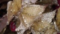A shiny butterfly Christmas tree decoration Royalty Free Stock Photo