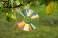 Shiny CD disc suspended from a tree branch in the sunlight