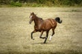 Shiny Chestnut horse galloping free in a field Royalty Free Stock Photo