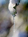 shiny clear ice icicles hang on a clear day Royalty Free Stock Photo