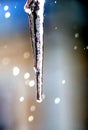 shiny clear ice icicles hang on a clear day. Royalty Free Stock Photo