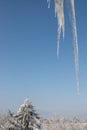 Shiny clear ice icicles hang on a clear day. Royalty Free Stock Photo