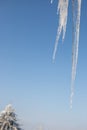 Shiny clear ice icicles hang on a clear day. Royalty Free Stock Photo